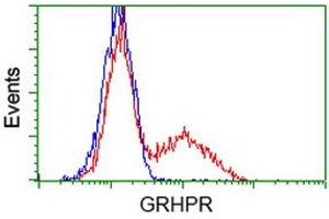 HEK293T cells transfected with either RC200963 overexpress plasmid (Red) or empty vector control plasmid (Blue) were immunostained by anti-GRHPR antibody (ABIN2453972), and then analyzed by flow cytometry. (GRHPR anticorps)