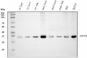 anti-Peptidylprolyl Isomerase E (Cyclophilin E) (PPIE) (AA 1-301) antibody
