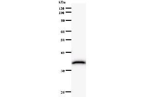 Western Blotting (WB) image for anti-NFS1, Cysteine Desulfurase (NFS1) antibody (ABIN933137) (NFS1 anticorps)