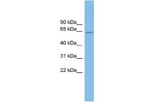 WB Suggested Anti-CRY2 Antibody Titration: 0. (CRY2 anticorps  (N-Term))