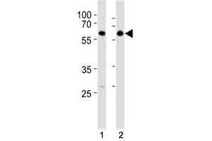HDAC2 antibody western blot analysis in SH-SY5Y lysate.