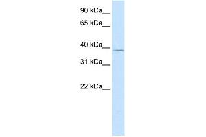 WB Suggested Anti-MANSC1 Antibody Titration:  5. (MANSC1 anticorps  (N-Term))
