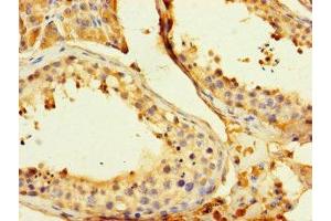 Immunohistochemistry of paraffin-embedded human testis tissue using ABIN7154164 at dilution of 1:100 (GPD2 anticorps  (AA 43-727))