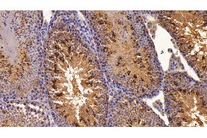Detection of ON in Mouse Testis Tissue using Polyclonal Antibody to Osteonectin (ON) (SPARC anticorps  (AA 18-302))