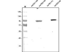 Western analysis of recombinant Human and Mouse sTIE-1 and sTIE-2 using a Polyclonal antibody directed against Human recombinant sTIE-2. (TEK anticorps  (AA 19-745))