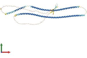 AlphaFold protein structure predicition of Human Recombinant KRT8 Protein, UniprotID P05787