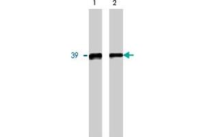 Western blot analysis using GNB5 polyclonal antibody on 20 ng (1) and 10 ng (2) purified GNB5 protein. (GNB5 anticorps)