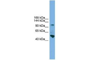 WB Suggested Anti-PCDH18 Antibody Titration:  0. (PCDH18 anticorps  (N-Term))