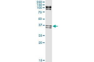 Immunoprecipitation of ELAVL1 transfected lysate using anti-ELAVL1 MaxPab rabbit polyclonal antibody and Protein A Magnetic Bead , and immunoblotted with ELAVL1 purified MaxPab mouse polyclonal antibody (B01P) .