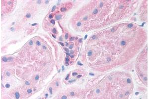 Human Kidney (formalin-fixed, paraffin-embedded) stained with FOXI1 antibody ABIN214755 at 2.