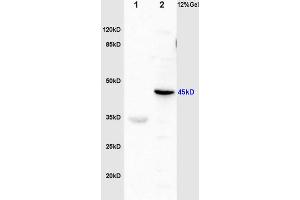 L1 rat brain lysates L2 mouse plasma lysates probed with Anti Fibrinogen gamma chain Polyclonal Antibody, Unconjugated (ABIN872908) at 1:200 in 4 °C.