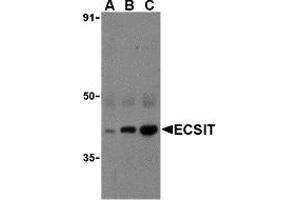 Western Blotting (WB) image for anti-ECSIT (ECSIT) (C-Term) antibody (ABIN1030377) (ECSIT anticorps  (C-Term))