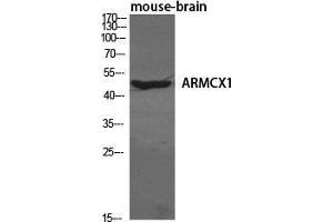 Western Blot (WB) analysis of specific cells using ARMCX1 Polyclonal Antibody. (ARMCX1 anticorps  (N-Term))