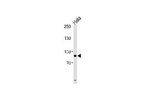 UHRF1 Antibody (Center) (ABIN652792 and ABIN2842520) western blot analysis in Hela cell line lysates (35 μg/lane).