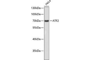 Western blot analysis of extracts of HeLa cells, using  antibody . (ATF2 anticorps)