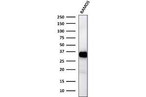 Western Blot Analysis of Ramos cell lysates using HLA-DR Mouse Monoclonal Antibody (TAL 1B5). (HLA-DR anticorps)