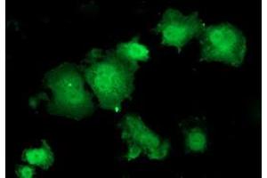 Anti-HSPBP1 mouse monoclonal antibody (ABIN2454877) immunofluorescent staining of COS7 cells transiently transfected by pCMV6-ENTRY HSPBP1 (RC201814). (HSPBP1 anticorps)