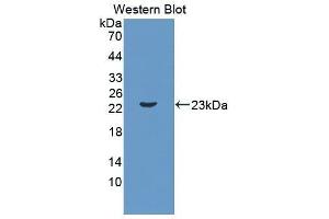 Western Blotting (WB) image for anti-Interleukin 11 (IL11) (AA 25-199) antibody (ABIN3209544) (IL-11 anticorps  (AA 25-199))