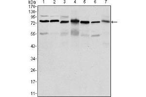 Western blot analysis using PSIP1 mouse mAb against HepG2 (1), Jurkat (2), K562 (3), Cos7 (4), PC-12 (5), Hela (6), and NIH/3T3 (7) cell lysate. (PSIP1 anticorps)