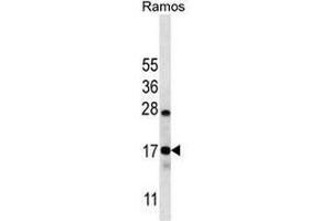 CO040 Antibody (C-term) western blot analysis in Ramos cell line lysates (35µg/lane). (C15orf40 anticorps  (C-Term))