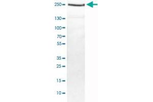 Western Blot analysis of HEK293T cell lysate with DICER1 monoclonal antibody, clone CL0378 . (DICER1 anticorps)