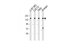 All lanes : Anti-SRCC1 Antibody (C-term) at 1:2000 dilution Lane 1: U-87 MG whole cell lysates Lane 2: C2C12 whole cell lysates Lane 3: Hela whole cell lysates Lane 4: mouse brain lysates Lysates/proteins at 20 μg per lane.