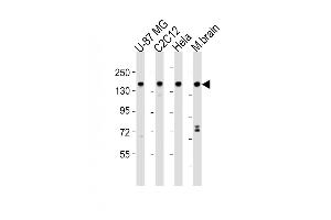 All lanes : Anti-SRCC1 Antibody (C-term) at 1:2000 dilution Lane 1: U-87 MG whole cell lysates Lane 2: C2C12 whole cell lysates Lane 3: Hela whole cell lysates Lane 4: mouse brain lysates Lysates/proteins at 20 μg per lane. (SMARCC1 anticorps  (C-Term))