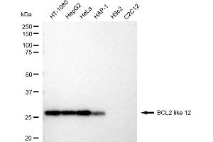 Western blotting analysis using BCL2 like 12 antibody (ABIN7797752). (Recombinant BCL2L12 anticorps)