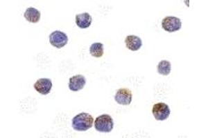 Immunohistochemistry (IHC) image for anti-serine/threonine Kinase 17b (STK17B) (C-Term) antibody (ABIN1030368) (DRAK2 anticorps  (C-Term))