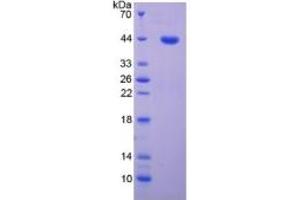 SDS-PAGE of Protein Standard from the Kit  (Highly purified E.