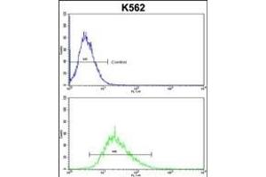 ITM2A Antibody (N-term) (ABIN390731 and ABIN2841002) flow cytometric analysis of k562 cells (bottom histogram) compared to a negative control cell (top histogram). (ITM2A anticorps  (N-Term))