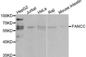 Western blot analysis of extracts of various cell lines, using FANCC antibody. (FANCC anticorps  (AA 319-558))