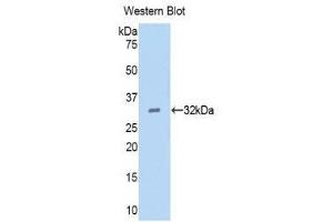 Western Blotting (WB) image for anti-Epidermal Growth Factor (EGF) (AA 45-275) antibody (Biotin) (ABIN1173139) (EGF anticorps  (AA 45-275) (Biotin))