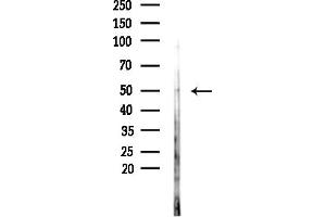 anti-G Protein-Coupled Receptor 180 (GPR180) (Internal Region) antibody
