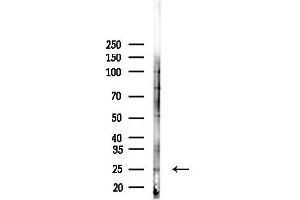 Western blot analysis of lysates from 3-L1 cells(heat-shock, 45 min treatment), using C18orf55 Antibody at 1/1000 dilution.