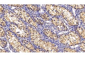 Detection of ICOSLG in Porcine Testis Tissue using Polyclonal Antibody to Inducible T-Cell Co Stimulator Ligand (ICOSLG)
