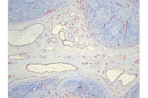Immunohistochemistry (IHC) image for anti-Endothelial Cells antibody (ABIN781798) (Endothelial Cells anticorps)