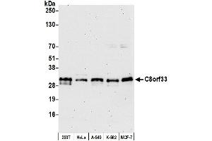 anti-Chromosome 8 Open Reading Frame 33 (C8orf33) (AA 25-75) antibody