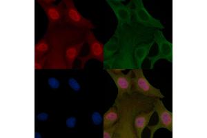 POLR2A Mouse Monoclonal Antibody staining Hela cells by IF/ICC. (POLR2A/RPB1 anticorps  (Internal Region))