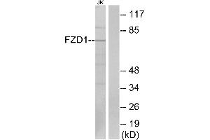 Western blot analysis of extracts from Jurkat cells, using FZD1 antibody. (FZD1 anticorps  (Internal Region))