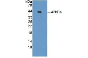 Western blot analysis of recombinant Human DEFb126. (DEFB126 anticorps  (AA 21-111))