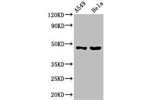 Western Blot Positive WB detected in: A549 whole cell lysate, Hela whole cell lysate All lanes: SLC16A11 antibody at 3. (SLC16A11 anticorps  (AA 428-471))