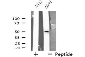 Western blot analysis of extracts from A549 cells, using CXG2 antibody. (GJC2 anticorps  (N-Term))