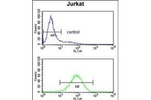 PLCL1 Antibody (N-term) (ABIN652796 and ABIN2842522) flow cytometry analysis of Jurkat cells (bottom histogram) compared to a negative control cell (top histogram). (PLCL1 anticorps  (N-Term))