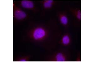 Image no. 2 for anti-Cyclin B1 (CCNB1) (pSer147) antibody (ABIN401595) (Cyclin B1 anticorps  (pSer147))