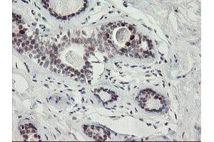 Image no. 8 for anti-Replication Factor C (Activator 1) 2, 40kDa (RFC2) (AA 1-234) antibody (ABIN1490616)