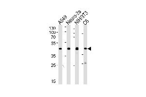 Western blot analysis of lysates from A549, mouse Neuro-2a, mouse NIH/3T3, rat C6 cell line (from left to right) using CREB1 Antibody (ABIN1944898 and ABIN2838500). (CREB1 anticorps  (AA 1-297))