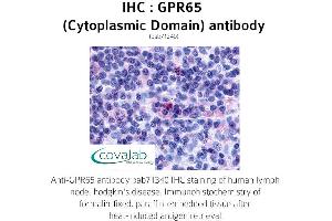 Image no. 1 for anti-G Protein-Coupled Receptor 65 (GPR65) (3rd Cytoplasmic Domain) antibody (ABIN1735148)