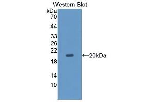 Western Blotting (WB) image for anti-CD99 (CD99) (AA 31-185) antibody (ABIN1867135)