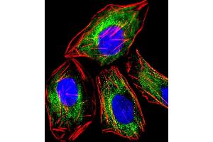 Immunofluorescent analysis of 4% paraformaldehyde-fixed, 0.